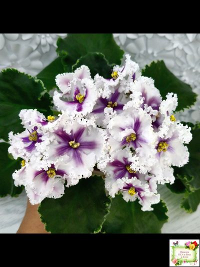 МТ-Сладкая Фантазия химерный спорт