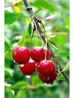 Вишня  Малышка (ранн)