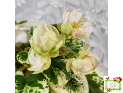 ЛЕ-Элли (Е. Лебецкая)