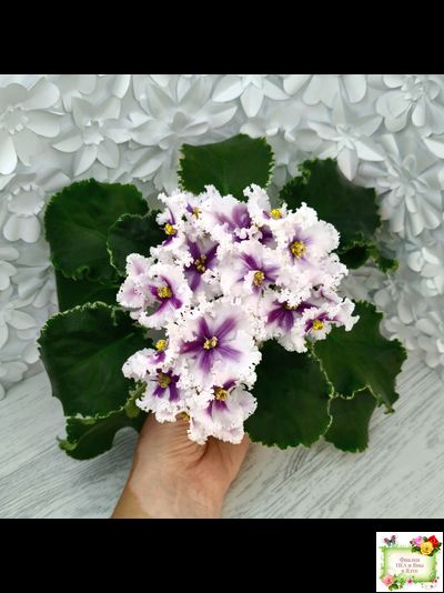 МТ-Сладкая Фантазия химерный спорт