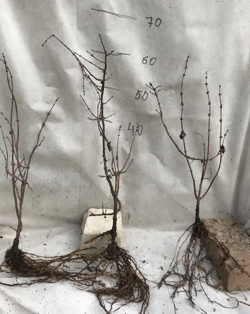 Двулетний саженец жимолости.