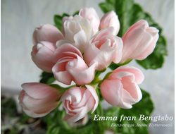 Фото пеларгонии Emma fran Bengtsbo