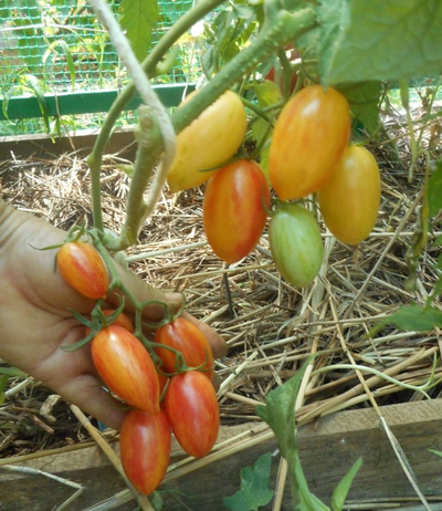 Томат Блаш (Blush,  Румянец, США)