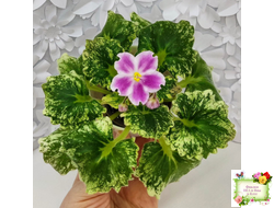 АВ-Птица Певчая (Фиалковод) 2022 г. (гёрл-листья с кроновой пестролистностью)