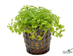 Микрантемум Монте-Карло (пластиковый горшок)