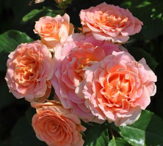 Вивьен вествуд (Vivienne Westwood), Barni