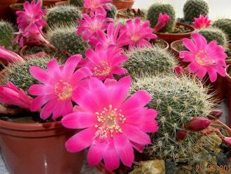 Rebutia senilis v.lilacino-rosea - 5 семян