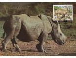 КМ. Свазиленд. Носороги