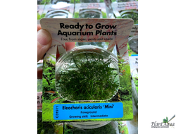Элеохарис Мини (меристемный) Сингапур