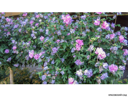 Гибискус Арденс - Ardens