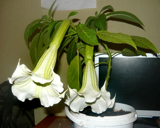 Бругмансия душистая белая (Brugmansia suaveolens)