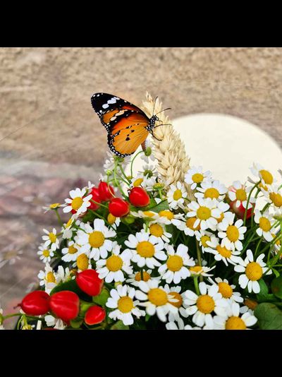 Ромашки с бабочками №92