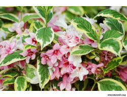 Вейгела Вариегата - Variegata