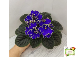 ЛЕ-Прекрасная Креолка (Е. Лебецкая) 2009 г