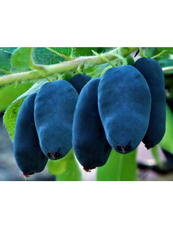 Жимолость "Ребека"