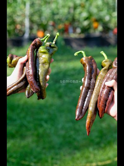 Перец сладкий Ramiro Chocolate (Рамиро Шоколадный), 10 шт