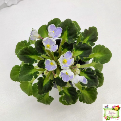 Vi-Лесная Нимфа (И.Виблая) 2021 г. (гёрл-листья)