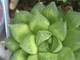 Хавортия ладьевидная - Haworthia Cymbiformis