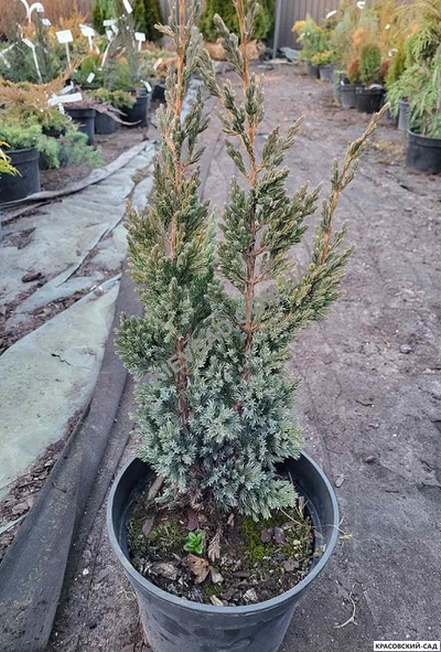 Можжевельник чешуйчатый Мейери Компакта купить с доставкой по Москве в питомнике красовский-сад.рф