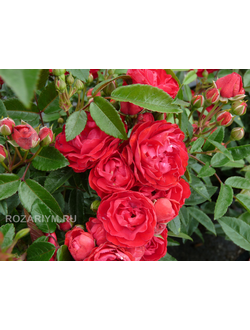 Роза Морсдаг Ред Morsdag Red