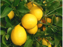 Лимон (Citrus limon) Индия, 5 мл - 100% натуральное эфирное масло