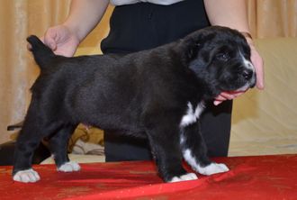 Кобель №2. ГЕОРГ. Продан г. Санкт-Петербург