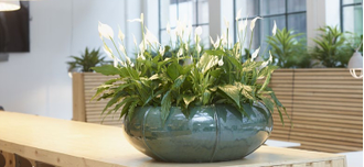 Керамический горшок NIEUWKOOP Turquoise bowl (moda) (55 см)