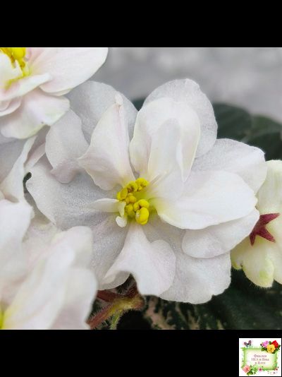 Golden Eye (S. Sorano)