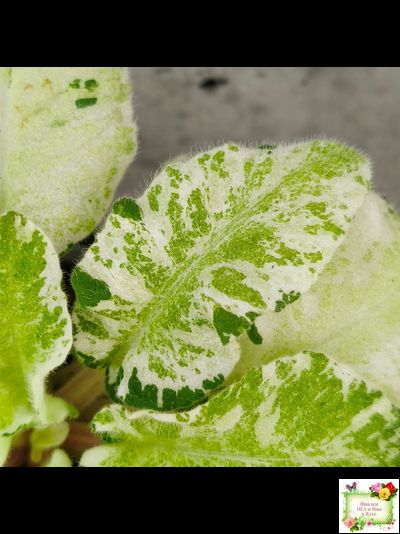 КНН-Крокус химерный спорт по листу