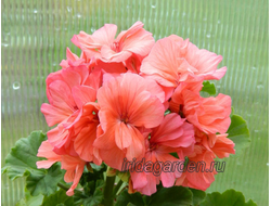 Пеларгония Davinia