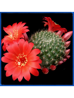Rebutia krainziana