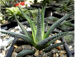 Haworthia attenuata v.radula - розетка с корнями (Голландия)