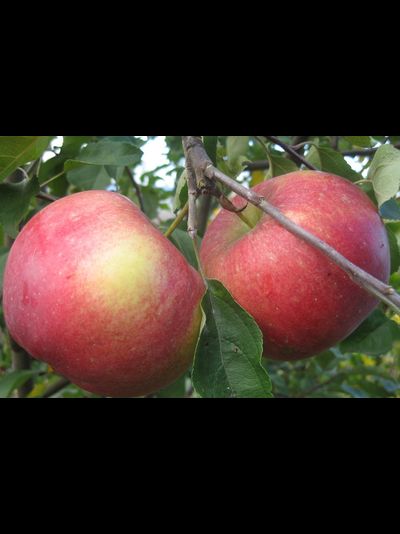 Белорусское сладкое (яблоня)