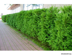 Туя Брабант живая изгородь высота 2 метра - Красовский-Сад.рф
