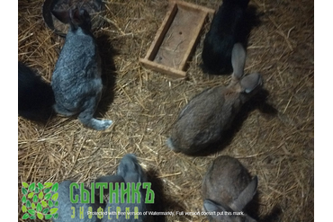 Мясо фермерское кролика купить