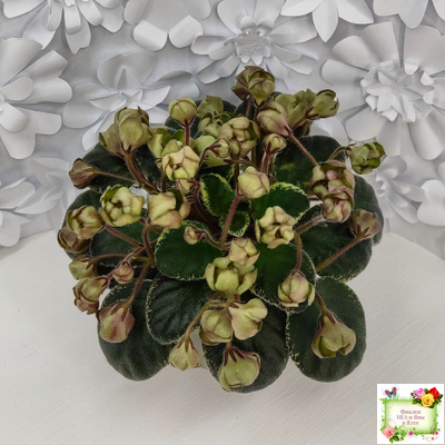 Н-Фавн (Н. Бердникова) 2017 г. (лист посажен 29.01.26)