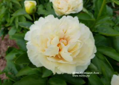 Пион Blond Vision (Блонд Вижен)