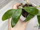 13/12/2024 hoya parasitica northablii