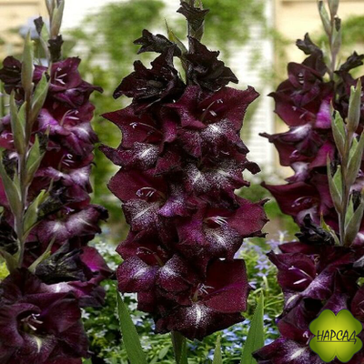 ЛУКОВИЦЫ ГЛАДИОЛУСОВ В АССОРТИМЕНТЕ КРУПНЫЙ РАЗБОР (В НАЛИЧИИ С 1 МАРТА 2024)