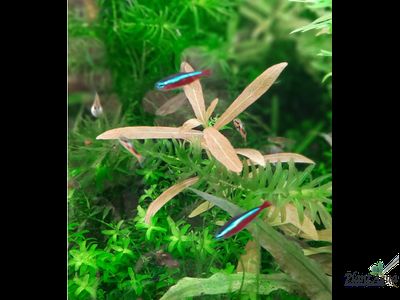 Гигрофила многосеменная (пучок)