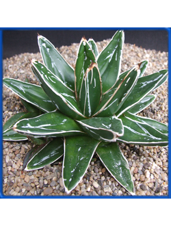 Agave victoriae-reginae