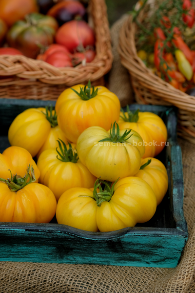 Томат CDOXCDH Б. Хортона, 10 шт