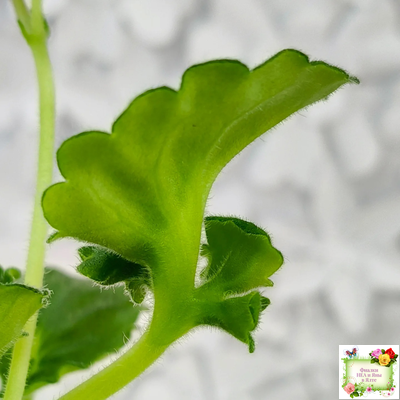 LV-Дудочка и Кувшинчик (Л. Шевелева) 2025 г. трейлер (детка сорт)