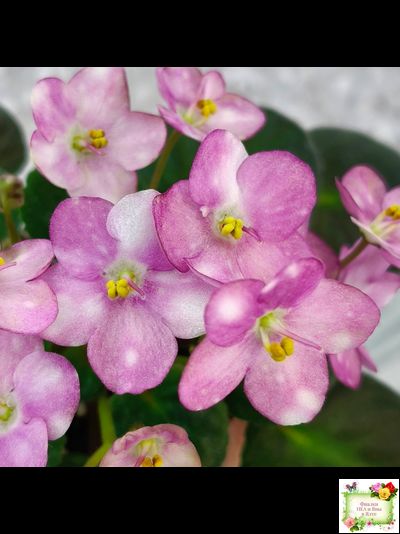 Heinz's Bubbles (H.Dornbusch) (лист посажен 30.01.26)