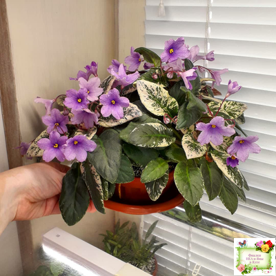 ЛЕ-Эрика (Е. Лебецкая) трейлер