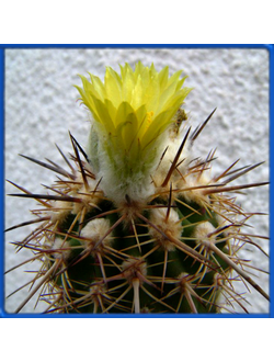 Islaya islayensis KK 1161