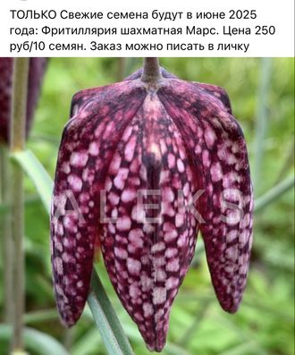 Фритиллярия шахматная Марс