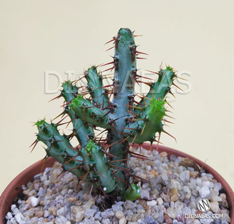 Euphorbia Aeruginosa - Эуфорбия Аэругиноза, Молочай аэругиноса, Молочай медно-ржавый