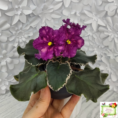 ВаТ-Калейдоскоп (Т. Валькова) 2015 г.