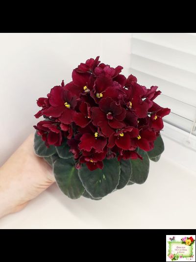 Jolly Mars (H.Pittman), #9718 (01/15/2007)